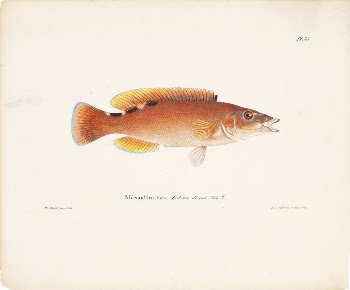Cuckoo-wrasse, female, 1836 - 1857, | Free Photo - rawpixel
