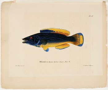 Cuckoo-wrasse, male, 1836 - 1857, | Free Photo - rawpixel