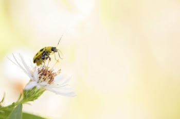 Cucumber beetle background, eating aster | Free Photo - rawpixel