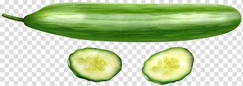 Cucumber illustration, Sea cucumber as food Seafood Pickled cucumber National Fisheries Authority, Cucumber Free transparent background PNG clipart