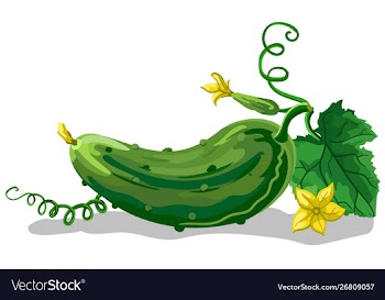 Cucumber vector image