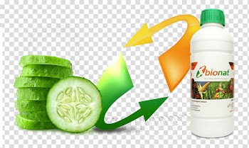 Cucumber Vegetable Flavor Cuisine Fruit, cucumber transparent background PNG clipart