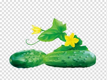 Cucumber Vegetable Food, cucumber transparent background PNG clipart