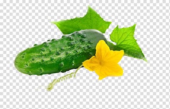 Cucumber Vegetable Seed Red leaf lettuce Herb, Cucumber vegetables transparent background PNG clipart