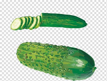Cucumber West Indian gherkin Vegetable , Hand painted watercolor cucumber transparent background PNG clipart