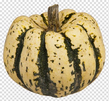 Cucurbita maxima Zucchini Delicata squash Winter squash Pumpkin, acorn squash transparent background PNG clipart