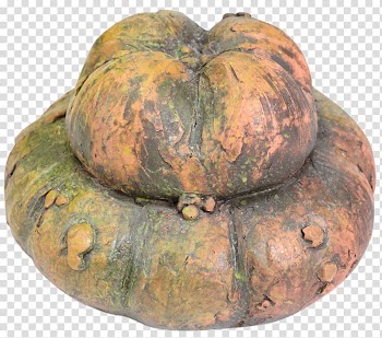 Cucurbita Winter squash Gourd Pumpkin Calabaza, pumpkin transparent background PNG clipart