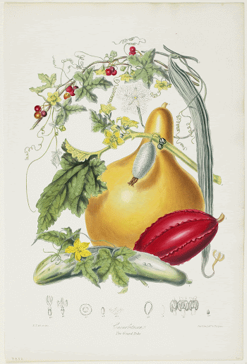 Cucurbitaceae, The Gourd Tribe, from Illustrations | Free Photo - rawpixel