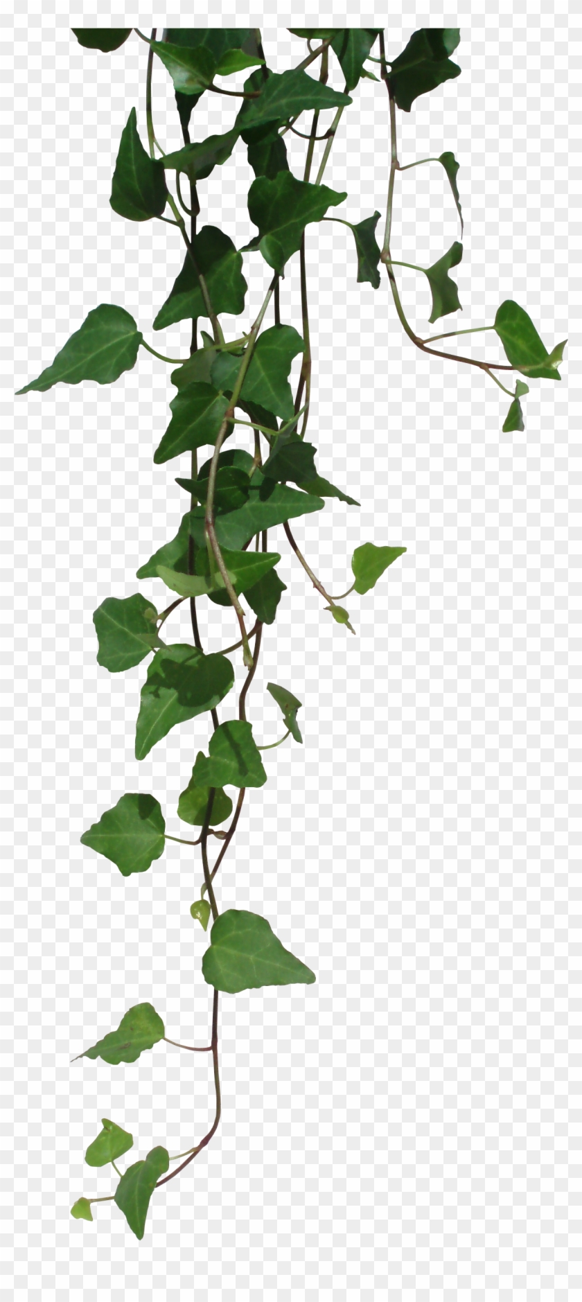 Cuidados De La Hiedra De Interior - Vine Plant Png