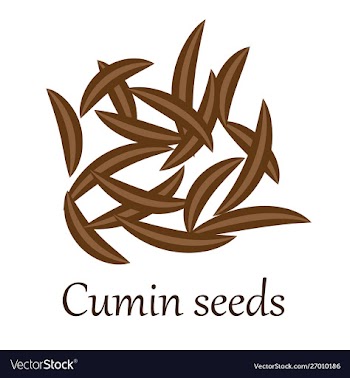 Cumin seeds vector image