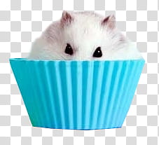 CUPCAKES s, white mice in blue cupcake lining transparent background PNG clipart