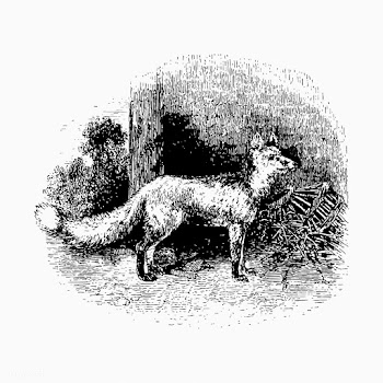 Cur fox vintage drawing | Free stock vector - 572834