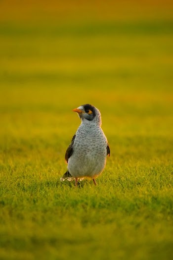 Curious Australian Magpie in Green Grass