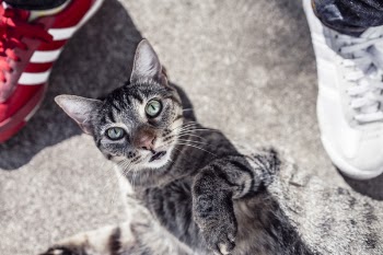 Curious Cat Free Photo 