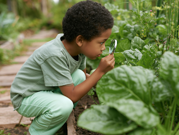 Curious Child Exploring a Vegetable Garden