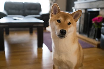          Curious Dog Free Photo     