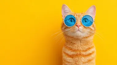 Curious Ginger Tabby Panda with Stylish Blue Sunglasses Curious Ginger Tabby Panda with Stylish Blue Sunglasses