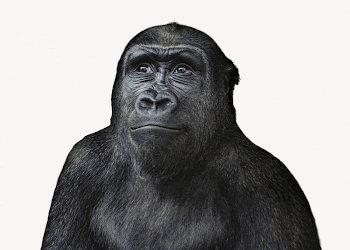 Curious gorilla collage element, animal | Free PSD - rawpixel
