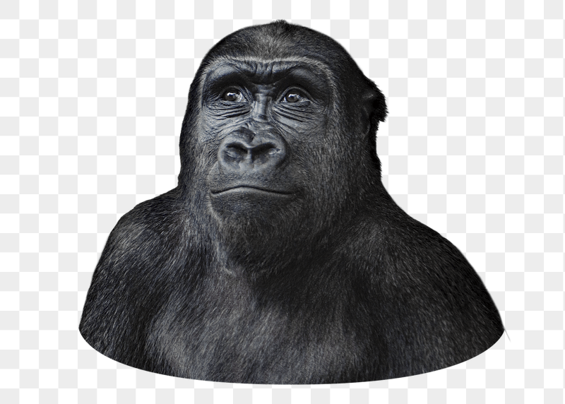 Curious gorilla png sticker, transparent | Free PNG - rawpixel