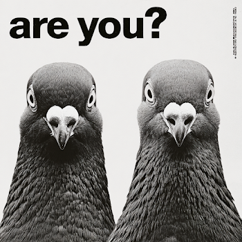 Curious Pigeons Staring at Each Other