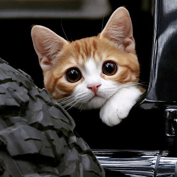 Curious Tabby Cat in Vehicle Window
