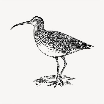 Curlew bird  clipart, vintage | Free Vector - rawpixel