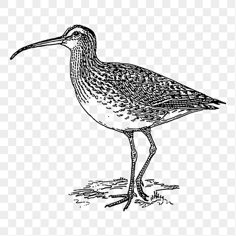 Curlew bird png sticker, vintage | Free PNG - rawpixel