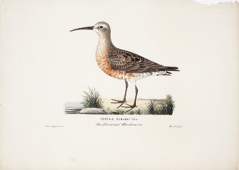 Curlew sandpiper, 1829, Magnus von | Free Photo - rawpixel