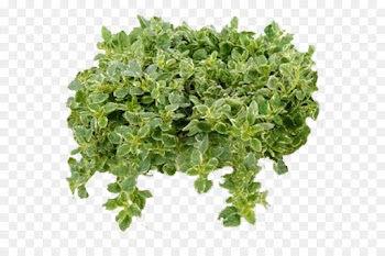 Curly Kale, Chou, Food, Leaf, Plant PNG