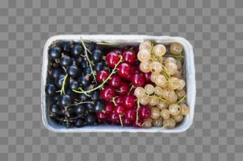 Currant PNG High-Quality Image