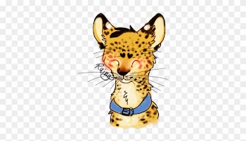 Current Schedule - Clouded Leopard