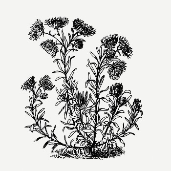 Curry plant drawing, vintage flower | Free PSD - rawpixel
