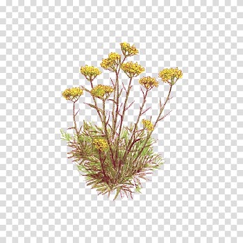 Curry plant Essential oil Herbal distillate Vegetable oil, chamomile transparent background PNG clipart