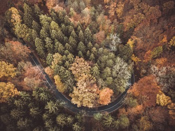 Curved Road Covered by Trees