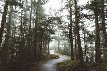 curved road surrounded with tall trees