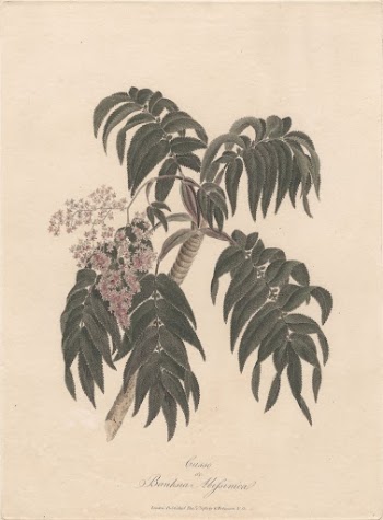 Cusso or Banksia Abissinica 1789 | Free Photo - rawpixel