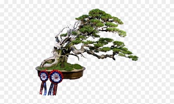 Custom Tag Cloud - Bonsai