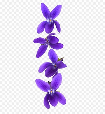 Customer Violet Stock photography - Violet flower 