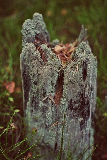Cut-down Tree