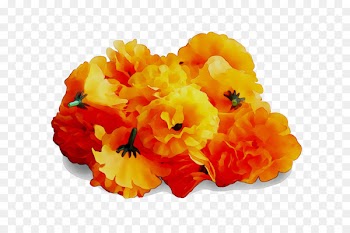 Cut flowers -  