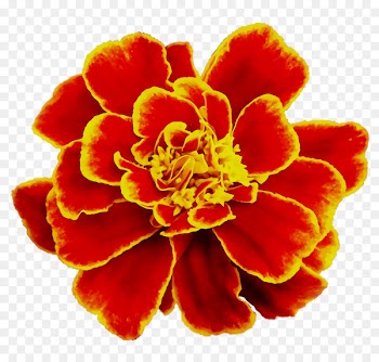 Cut flowers -  