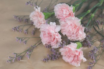 Cut flowers