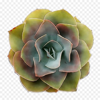 Cut flowers -  
