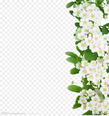 Cut flowers - A white flower 