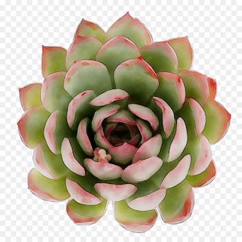 Cut flowers Artificial flower -  