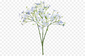 Cut flowers Baby's-breath Blue Flower bouquet - baby breath 