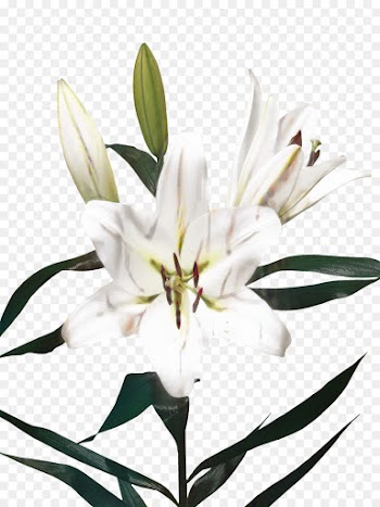Cut Flowers, Black White M, Plant Stem, Flower, Flowering Plant PNG