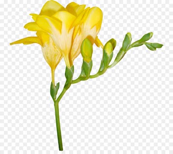 Cut flowers Bud Plant stem Petal - amber 