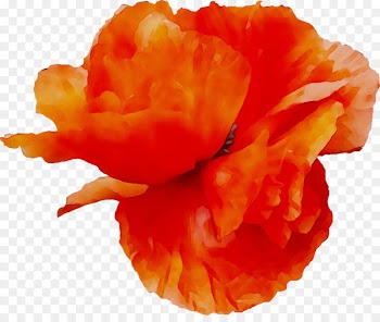 Cut flowers Carnation -  