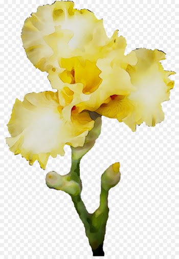 Cut flowers Cattleya orchids Moth orchids Plant stem -  